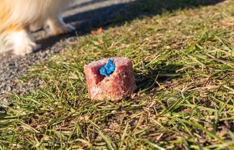 Unbekannter vergiftete zwei Hunde