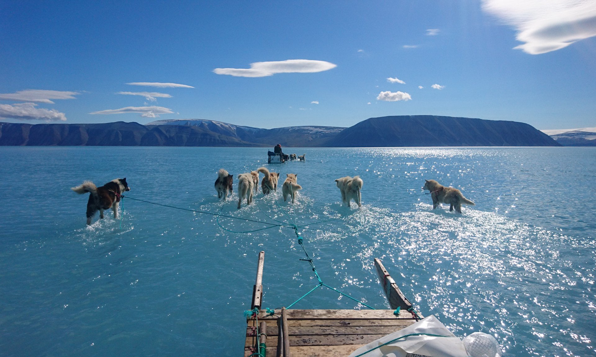 Foto von Schlittenhunden auf dem Grönlandeis geht um die Welt