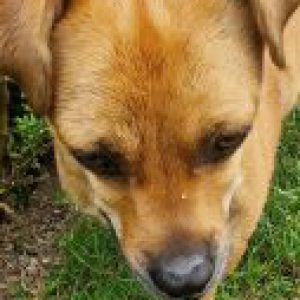 Gruppenlogo von Tiroler Hundefreunde