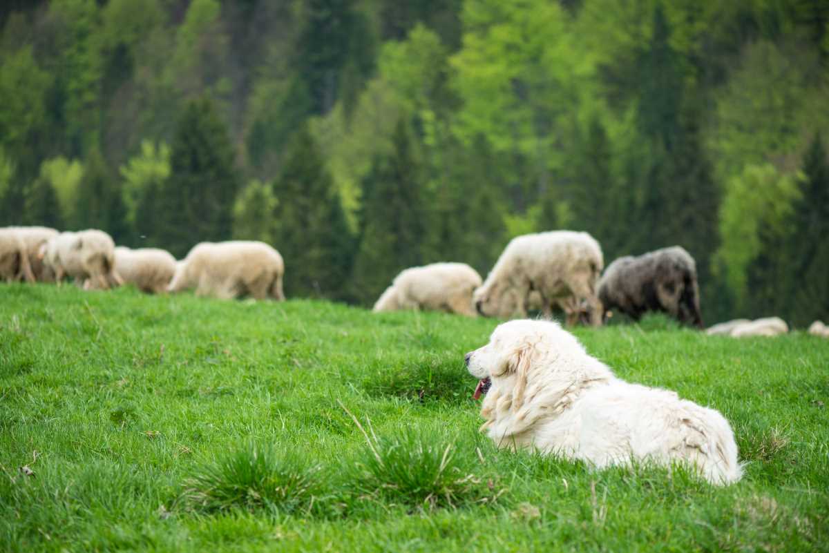 In Österreich gibt es 40 Wölfe aber kaum Herdenschutz