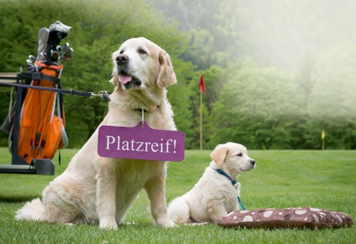Golf-Platzreife für Hunde