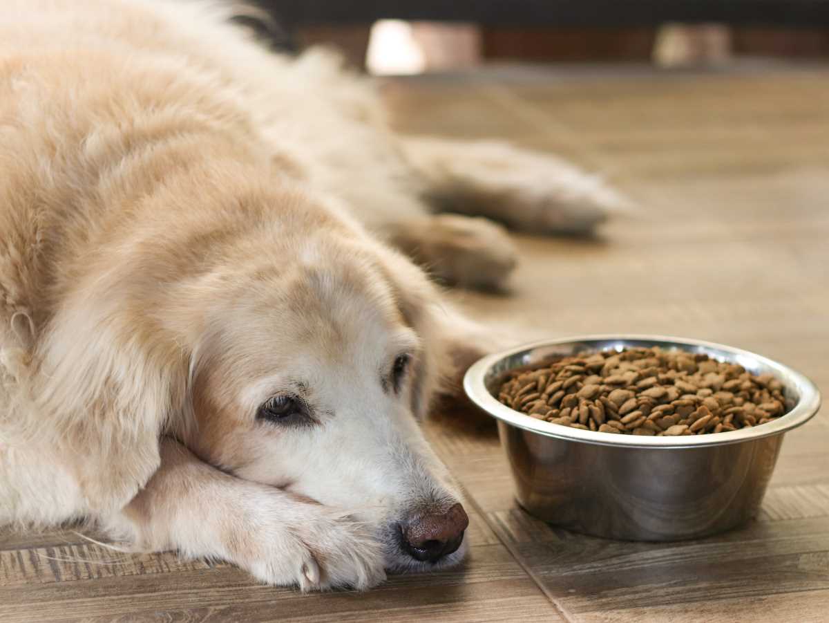 Test: Futter für alte Hunde nicht seniorengerecht