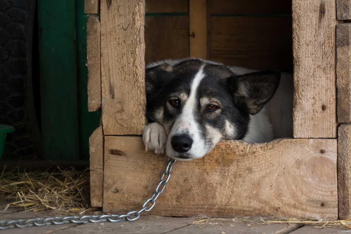 Erfolg für Tierschutzvolksbegehren