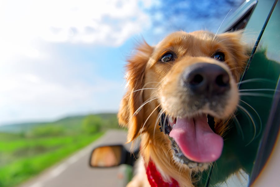 Arbeitshund oder Begleithund – Welcher Hund passt wirklich zu mir?