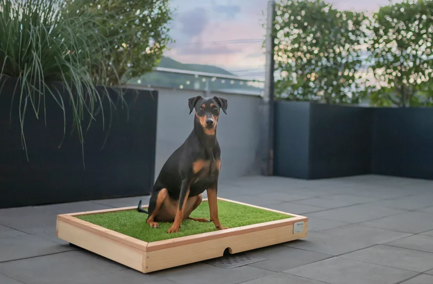 Hunde-WC: 70 Euro Rabatt