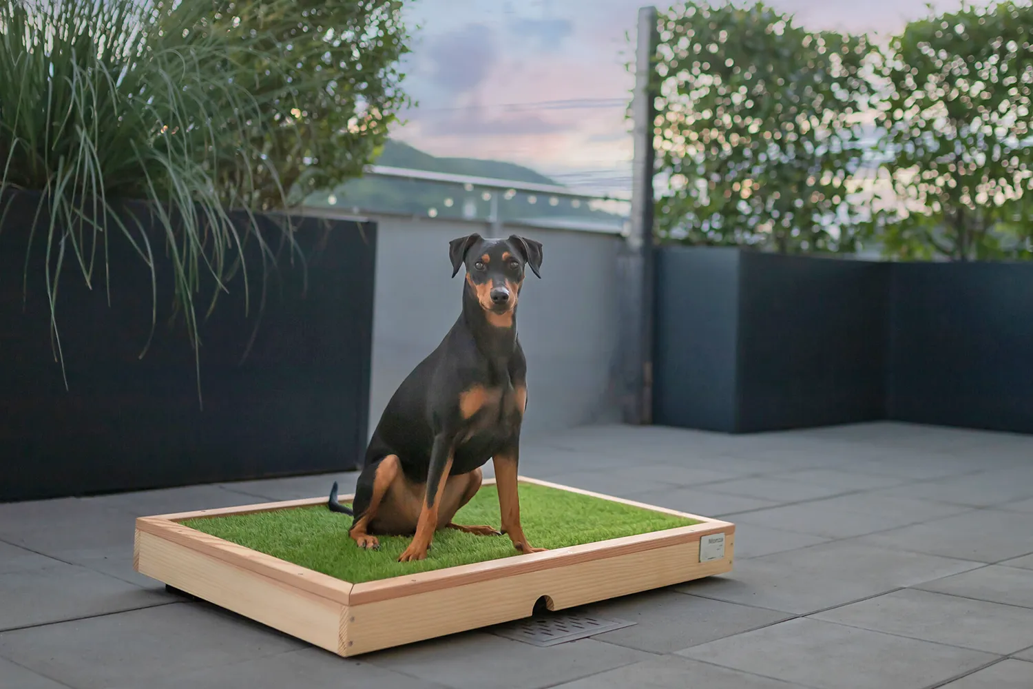 Hunde-WC: 70 Euro Rabatt