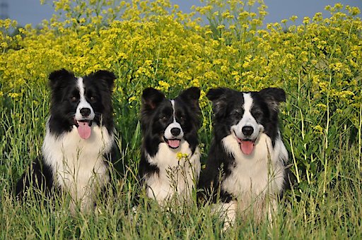 Internationale Rassehundeausstellung Wieselburg (Messegelände)