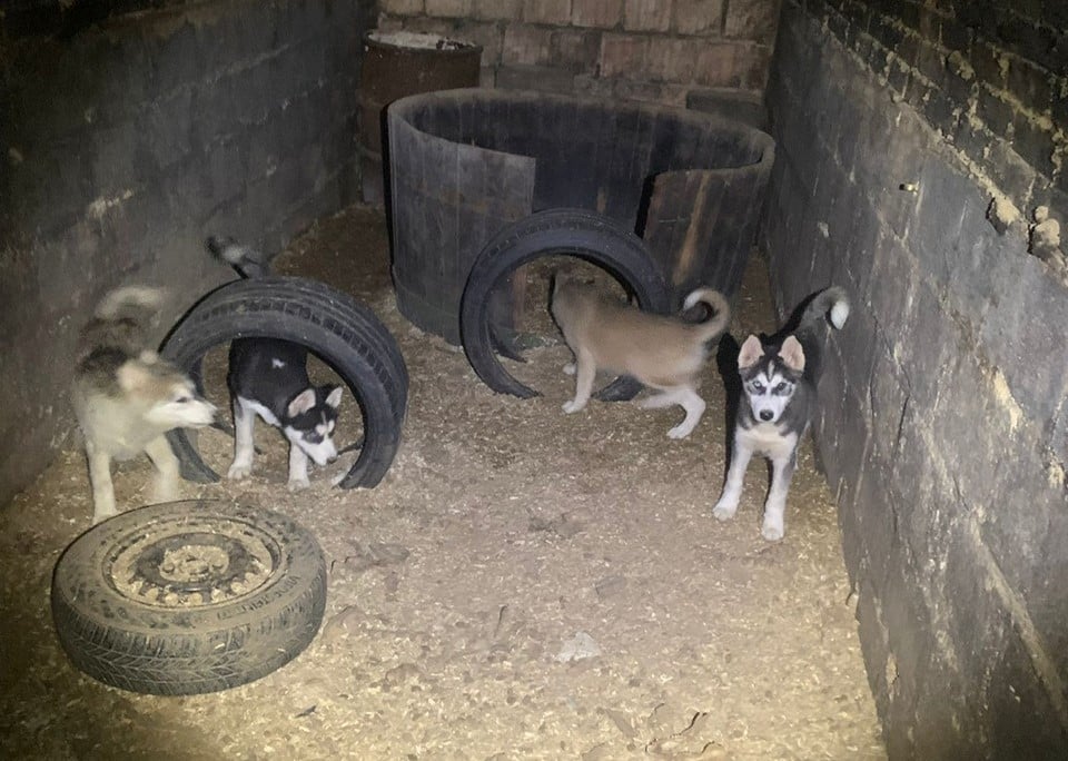 Tiere in NÖ unter unwürdigen Bedingungen gehalten: Festnahme