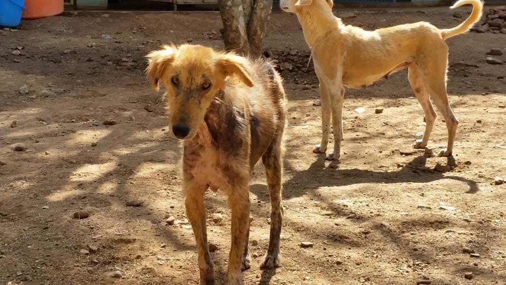 Nach Indien der Hunde wegen