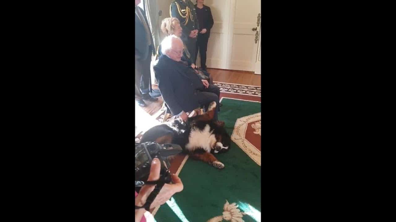 Hund des irischen Präsidenten stiehlt Herrchen die Show