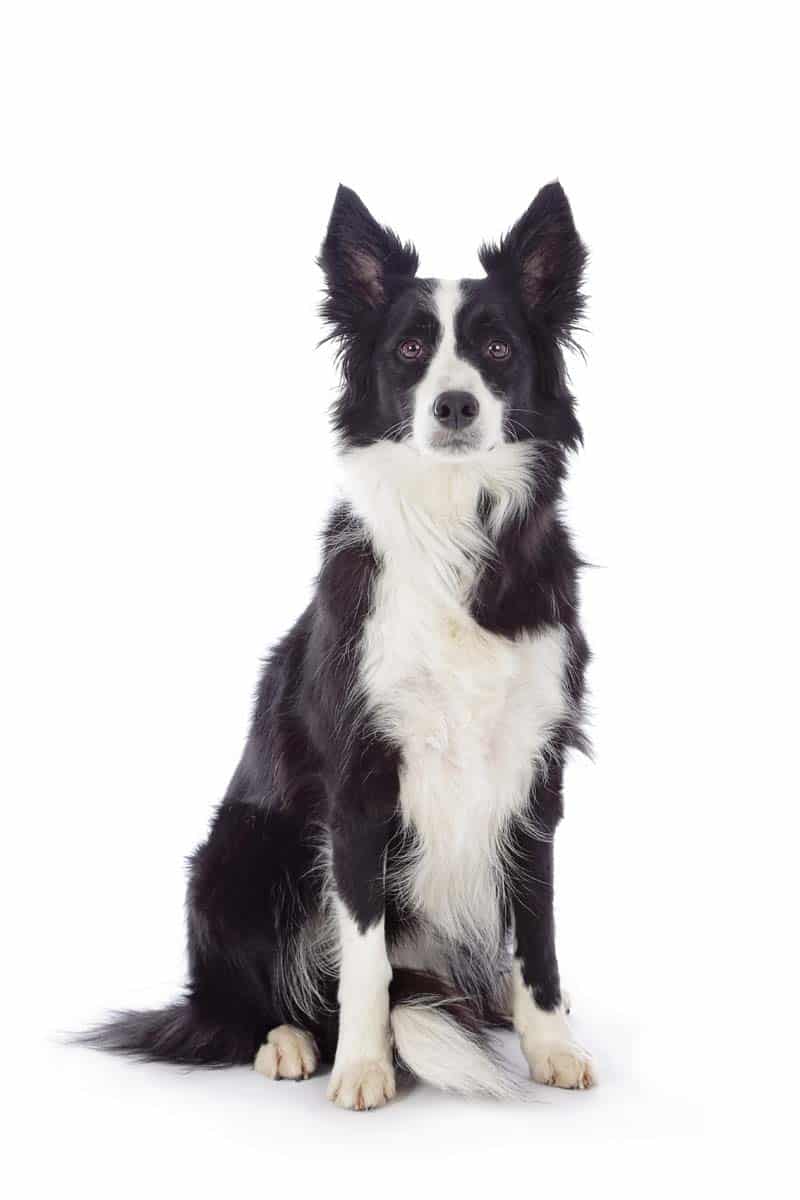 Können Hunde dem menschlichen Blick in die Ferne folgen?