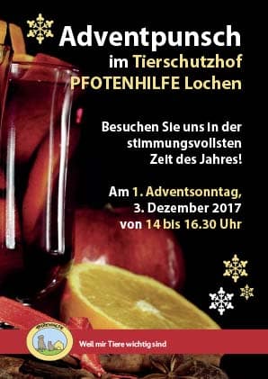 Tierisch schöner Advent in der PFOTENHILFE