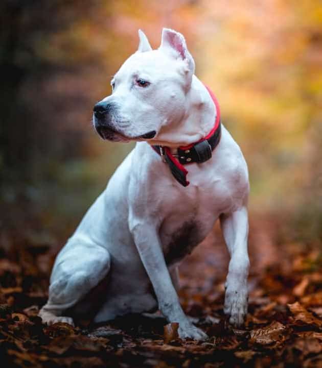 Handel mit Hundewelpen: 29 Personen in Italien angezeigt