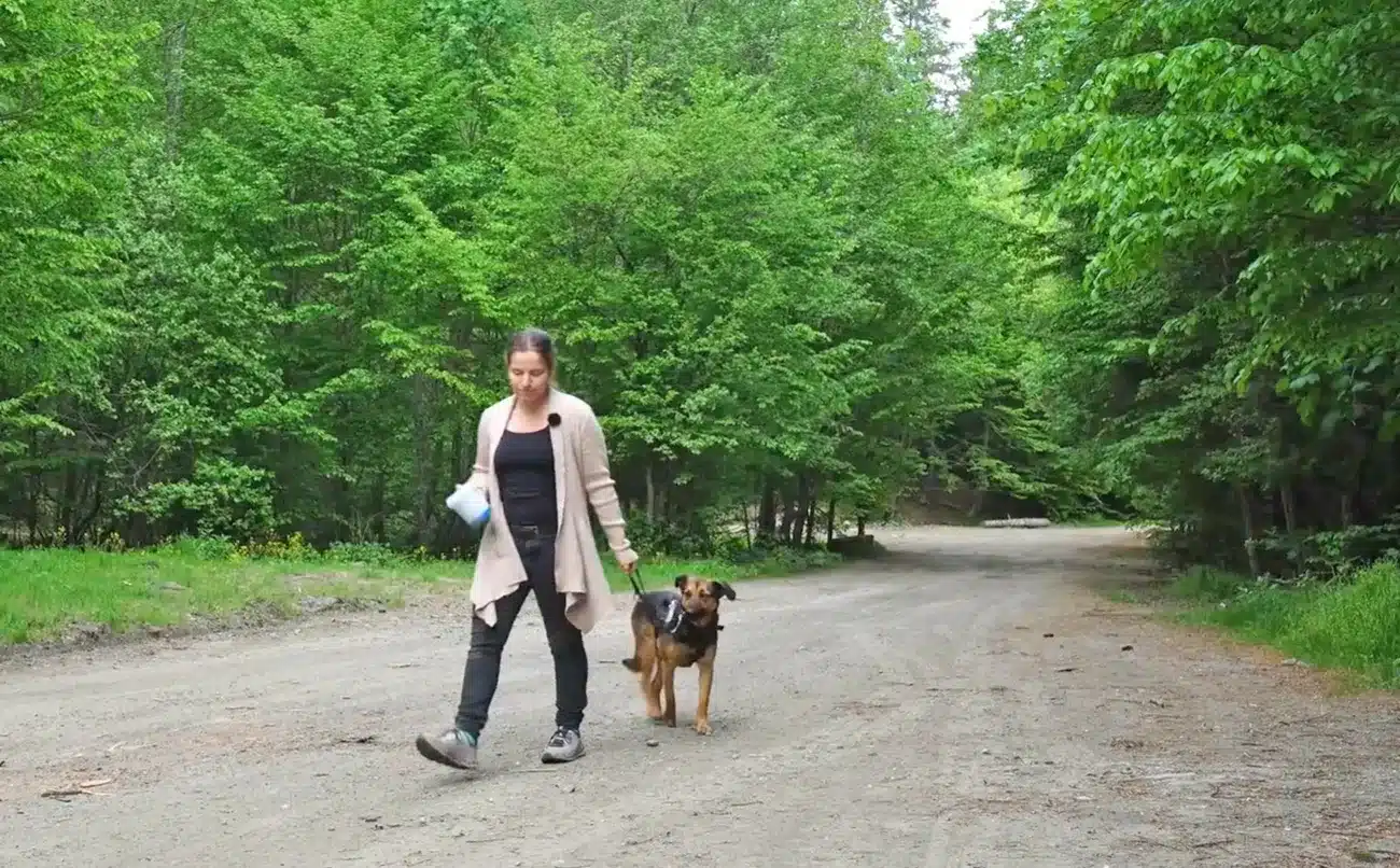 Geräuschangst bei Hunden