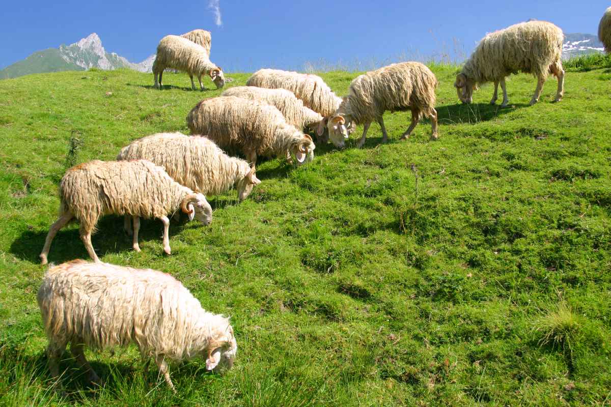 Fünf Schafe und vier Lämmer gerissen