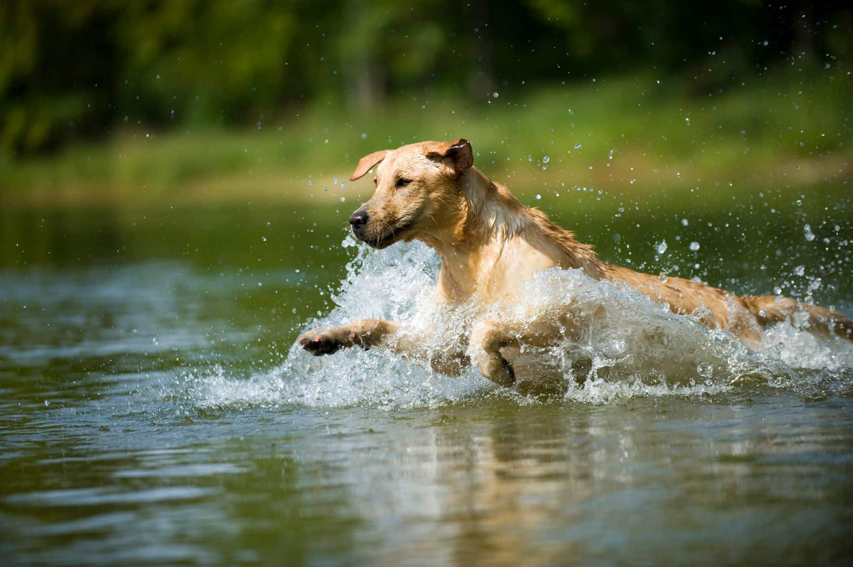 Hunde bei Hitze richtig abkühlen