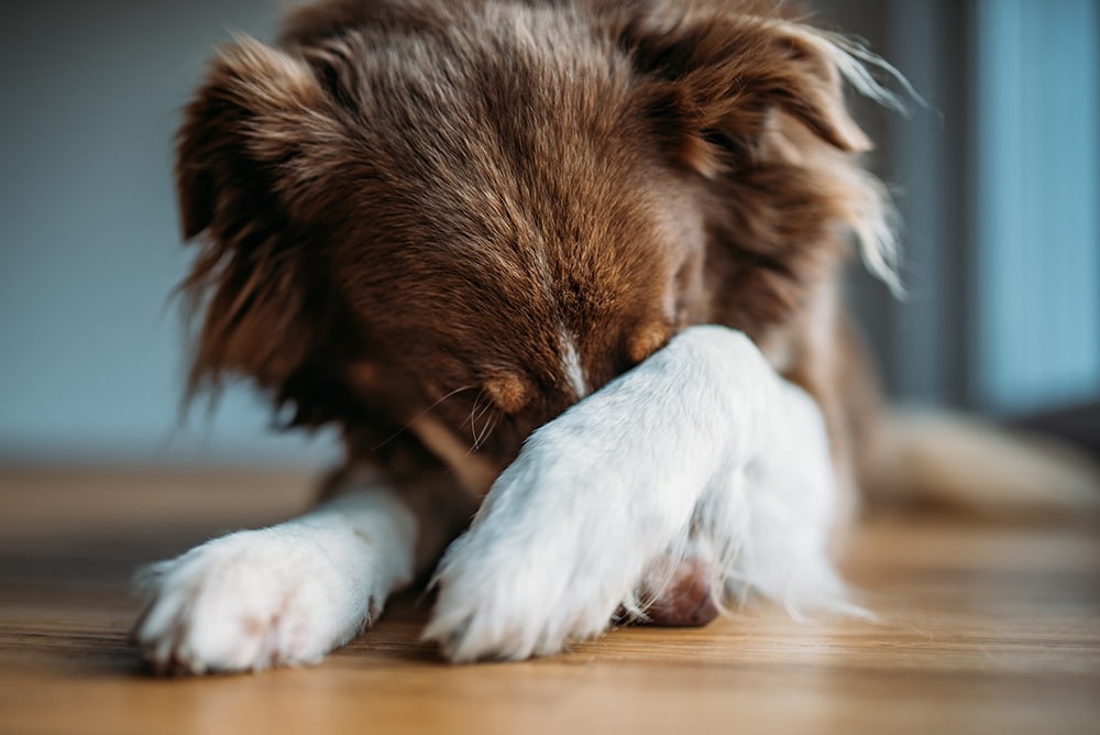 Tierfotografie leicht gemacht