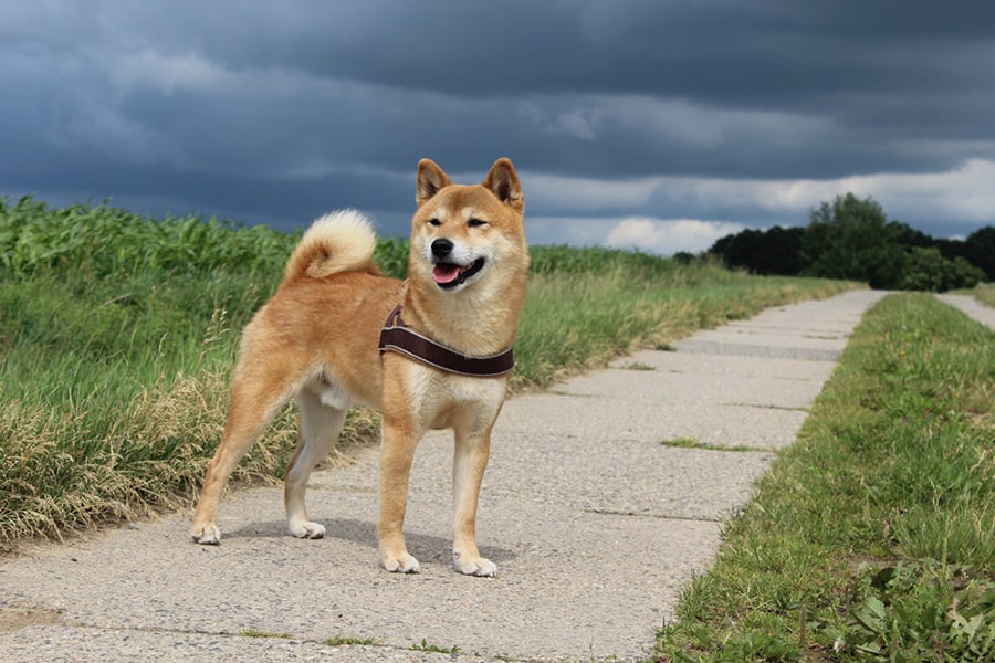 Der Shiba Inu: Kleiner Hund mit großem Charakter