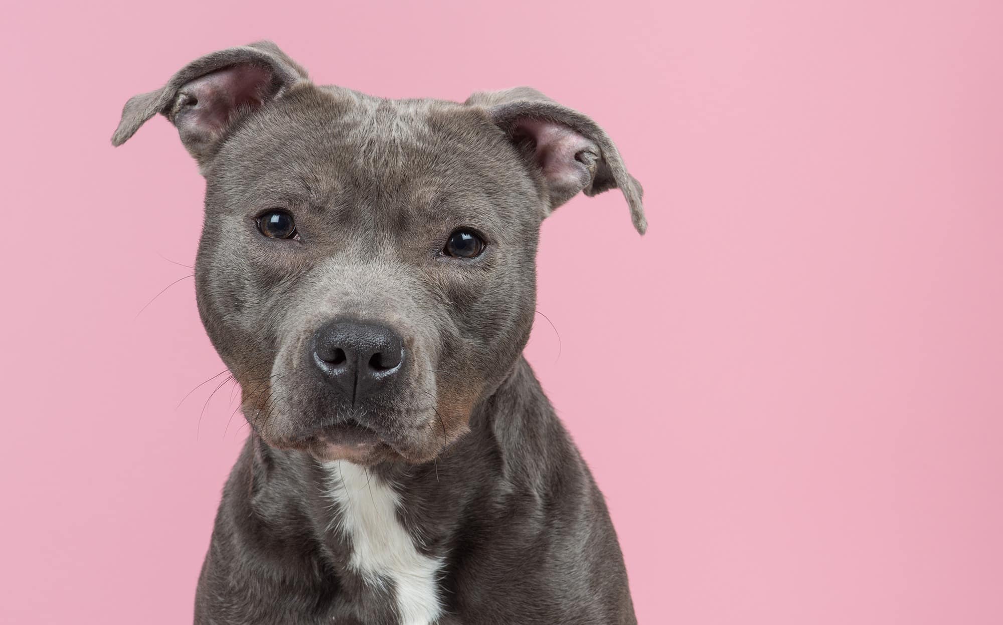 Tierschutz-Landesrat Lindner: Vom wilden Hund gebissen?