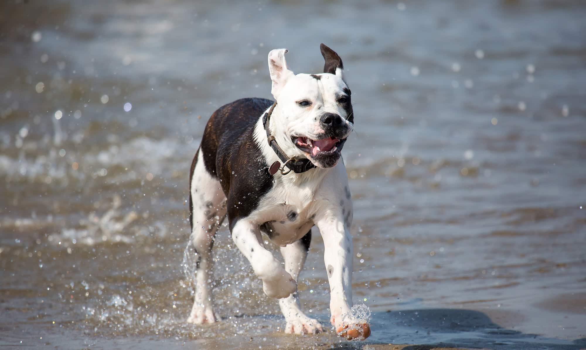 Das Risiko reist mit: Tierschutzexperten raten weiterhin vom Urlaub mit Hund in Dänemark ab