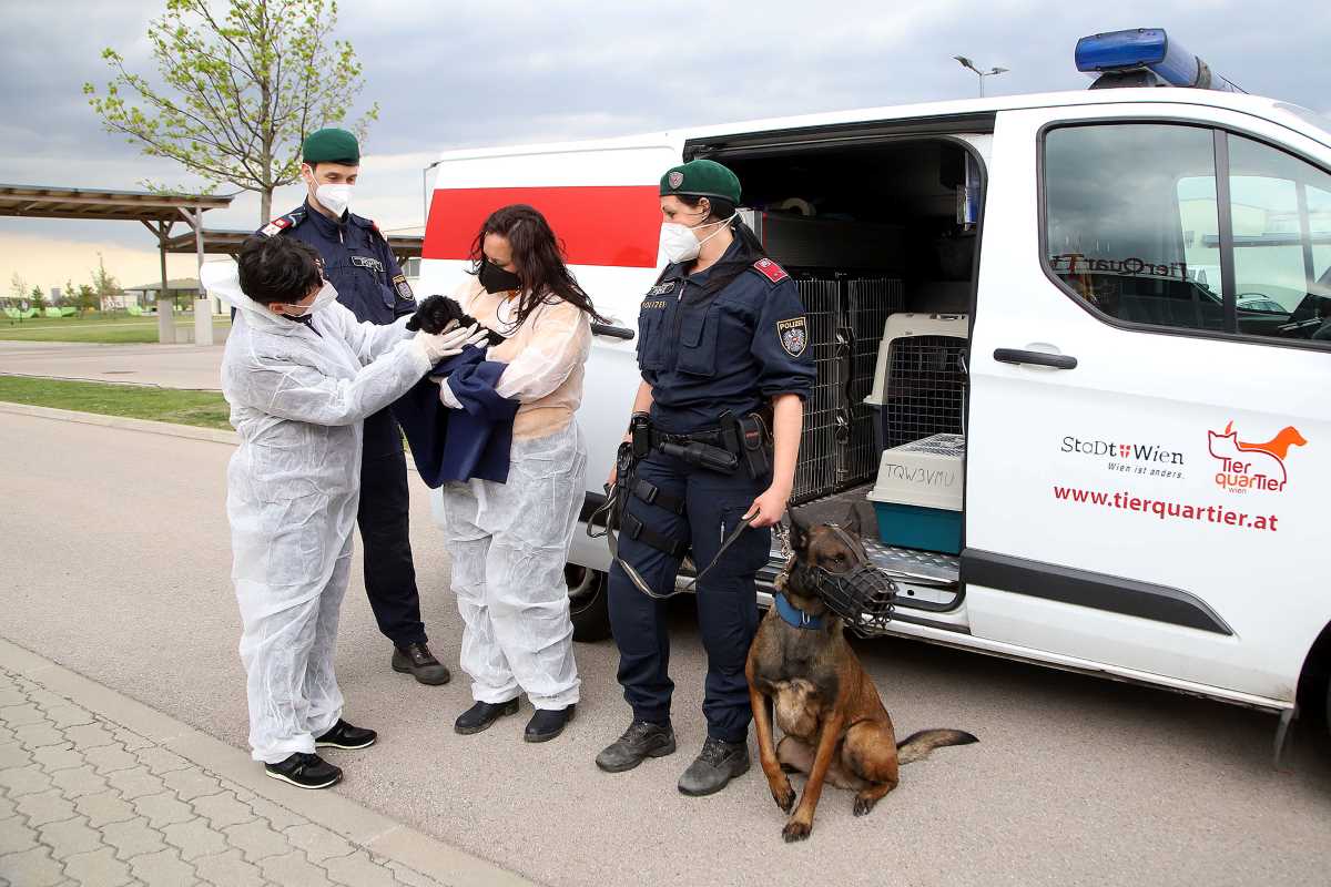 Wieder illegaler Welpenhandel aufgedeckt