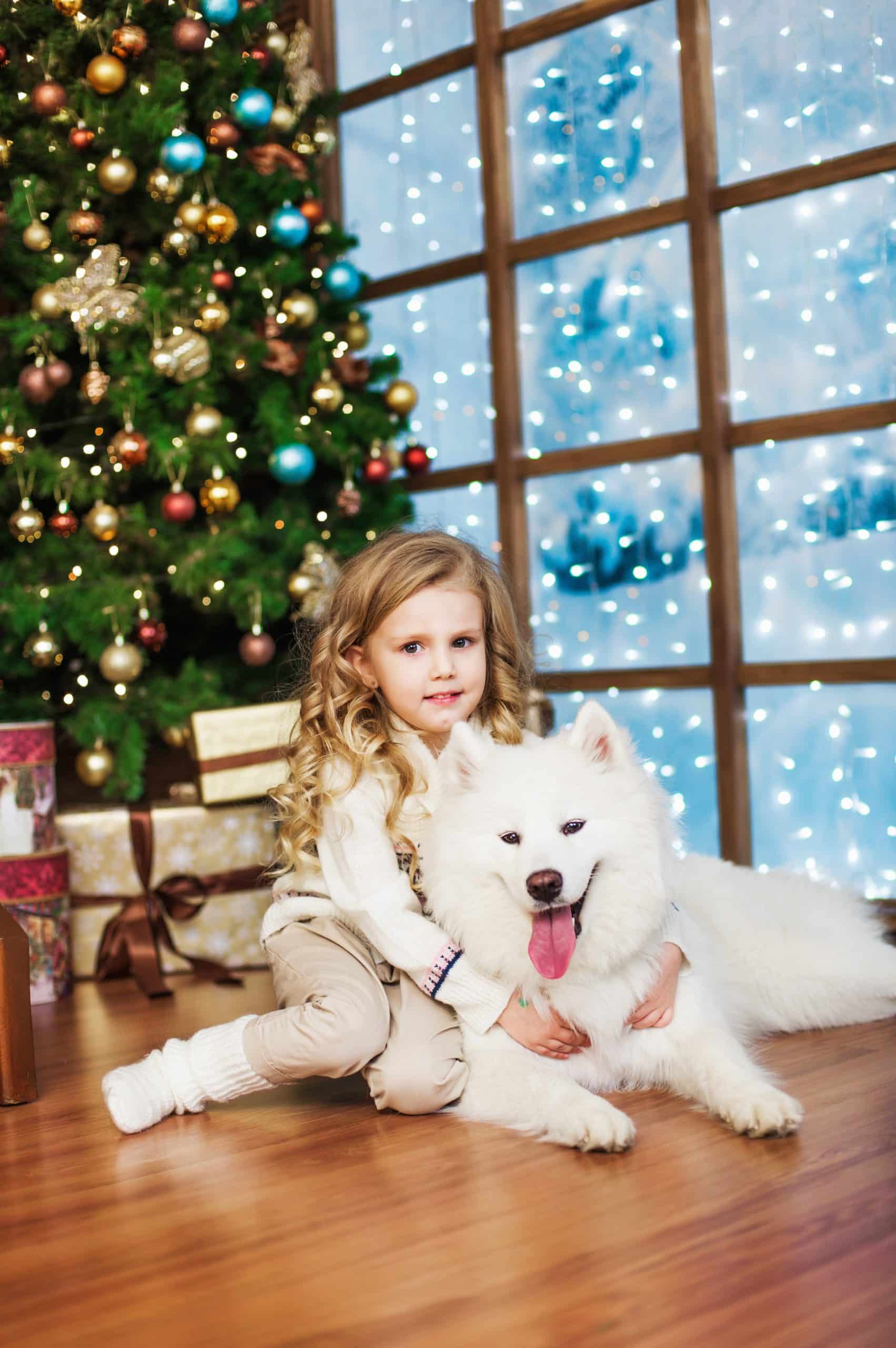 Adventzauber auf vier Pfoten – Internationale Rassehundeausstellung am 2.& 3.12.2017 in Wels