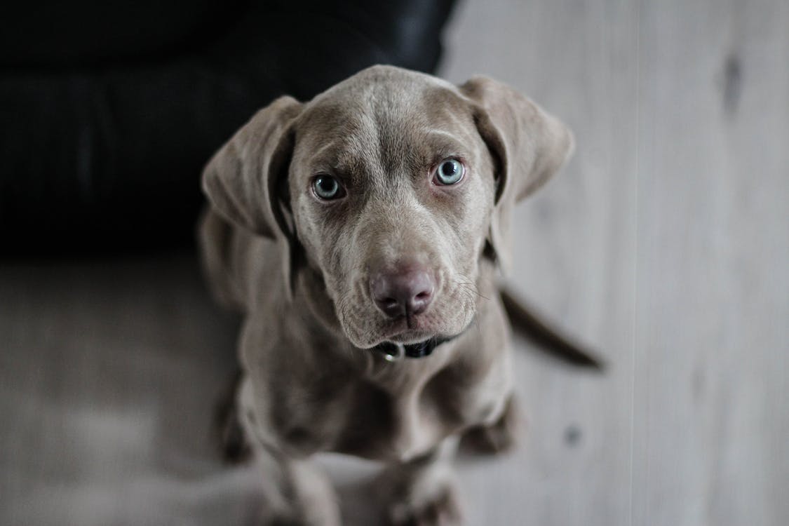 Die Hundehaftpflichtversicherung – 5 Dinge die sie abdecken sollte und was es noch zu beachten gibt