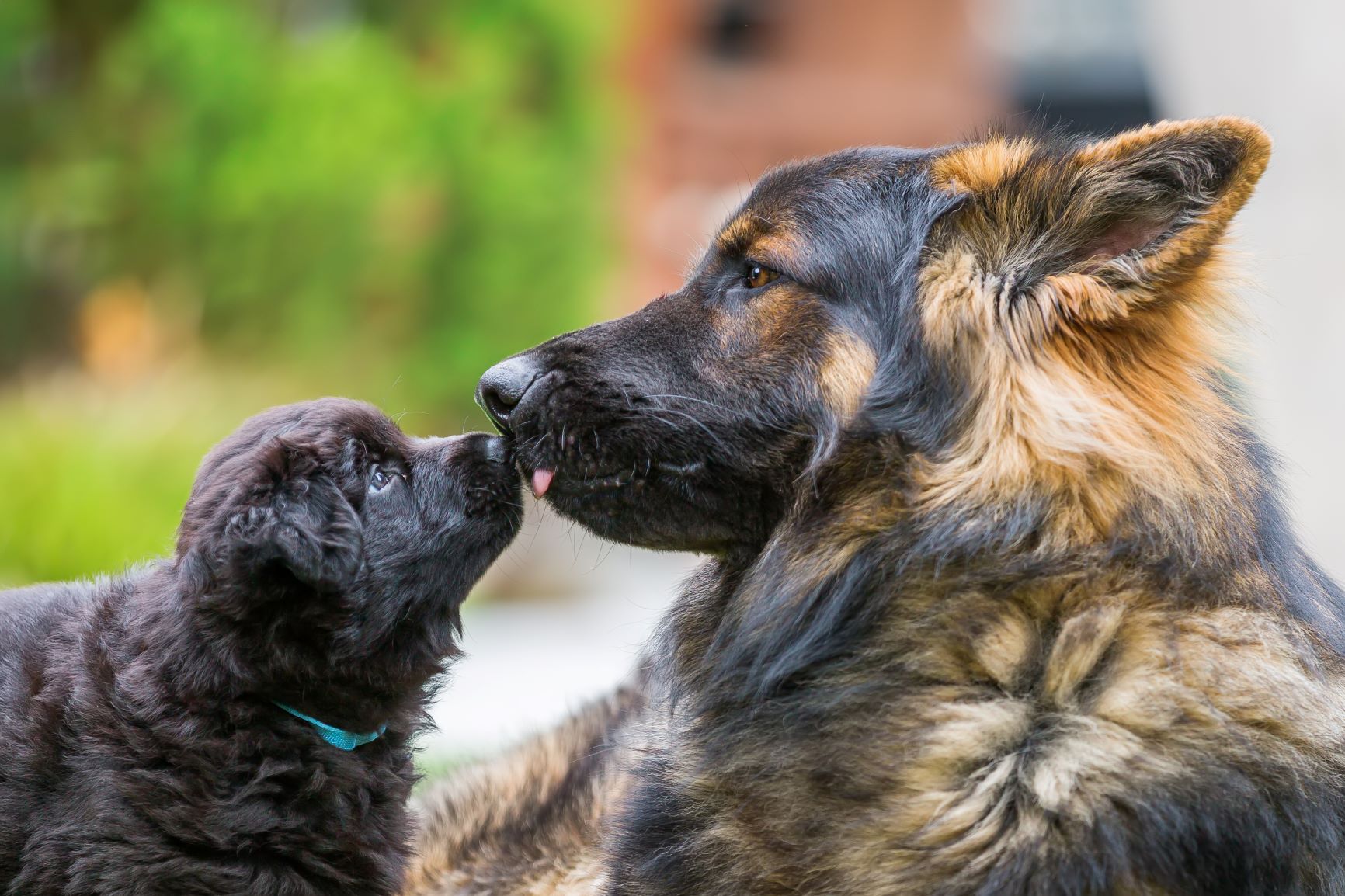 1 Hundejahr = 7 Menschenjahre? Forscher widersprechen Faustregel