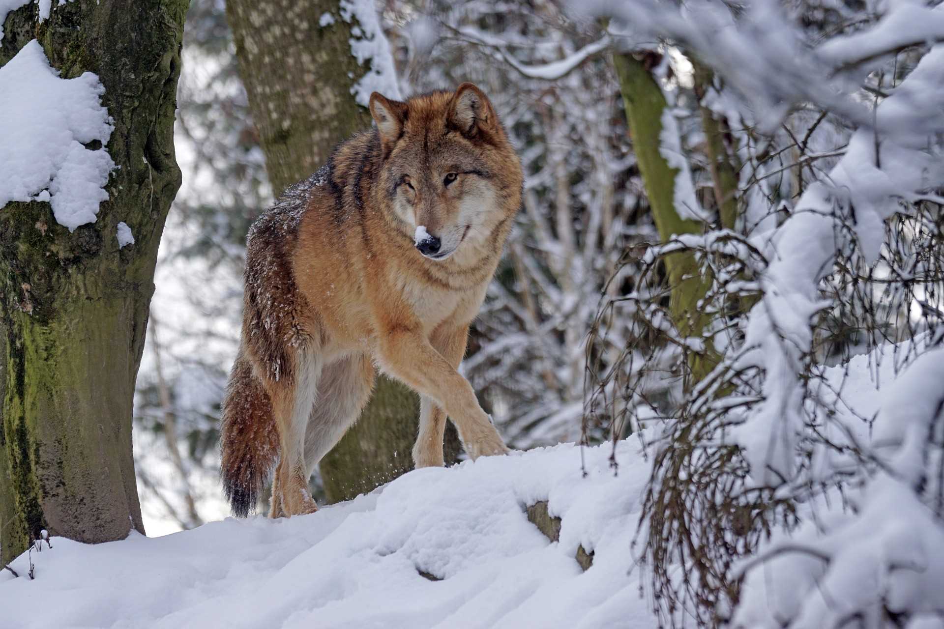 Rückkehr des Wolfs: Herdenschutz statt Abschuss
