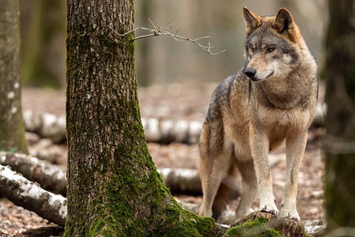 Wolf spazierte auf Radweg im Pinzgau