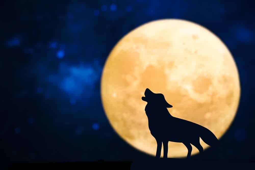 Woher kommen Sie? – Ursprung und Verbreitung der Wölfe